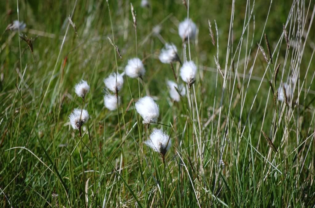 Cotton Grass Loch Frisa - photo Debby Thorne