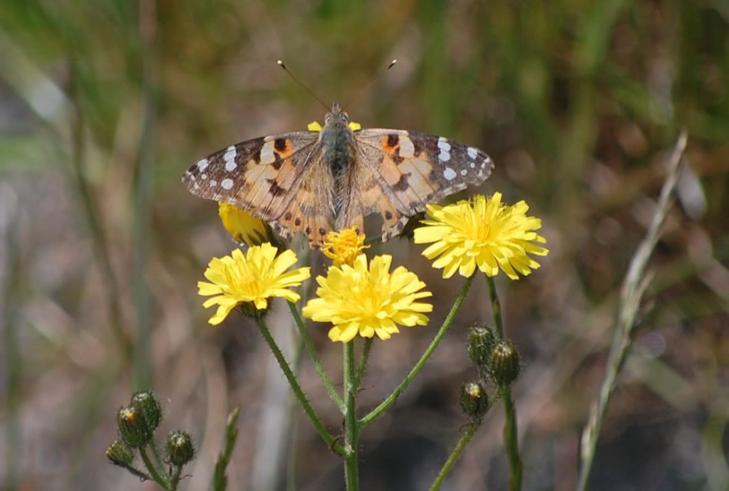 Painted Lady - Iona -photo Debby Thorne