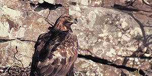 Golden Eagle - photo RSPB Images