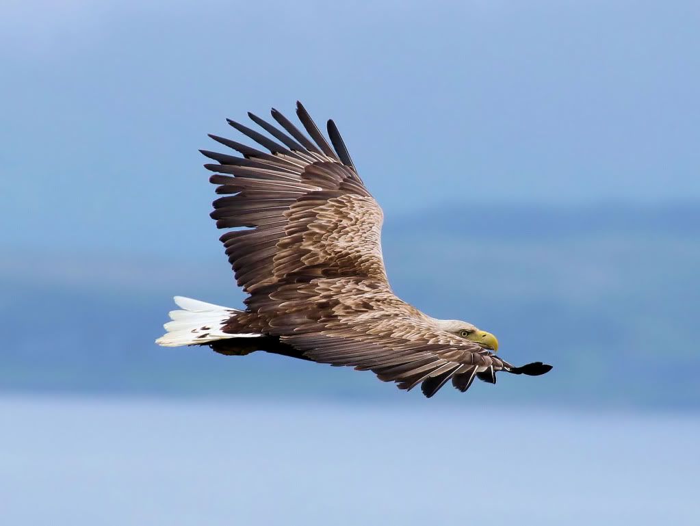 White Tailed Eagle - photo copyright Iain Erskine