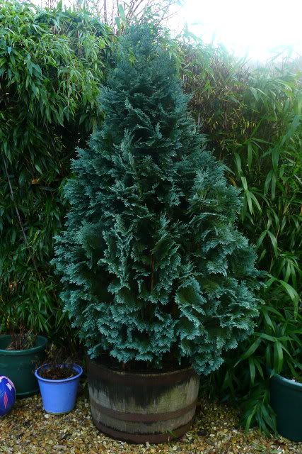 http://i388.photobucket.com/albums/oo324/IzzieLzzie/tree.jpg
