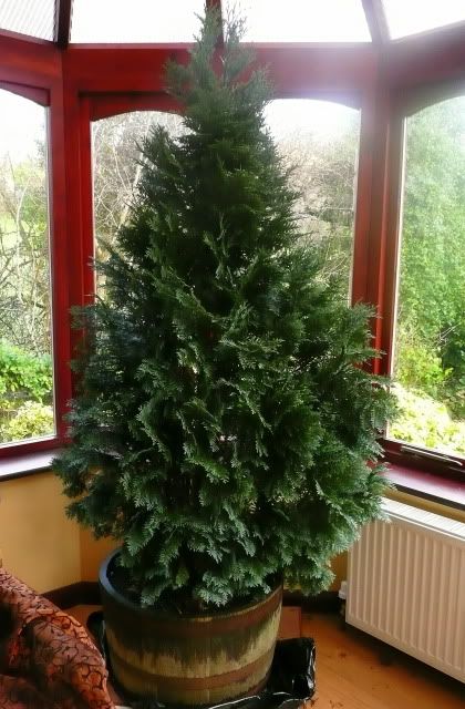 http://i388.photobucket.com/albums/oo324/IzzieLzzie/tree1.jpg