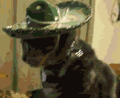 QueCat.gif