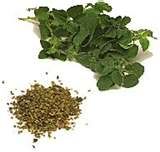 oregano photo: Oregano OREGANO.jpg