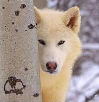 [Image: Wolf.jpg]