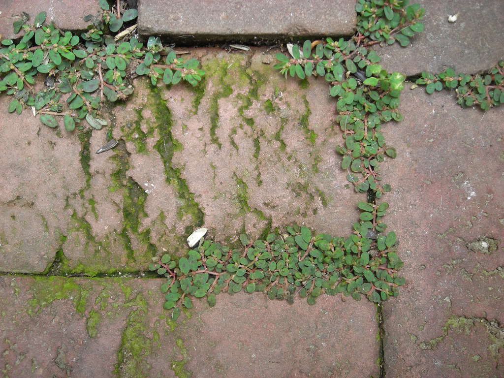 Mini Purslane ?