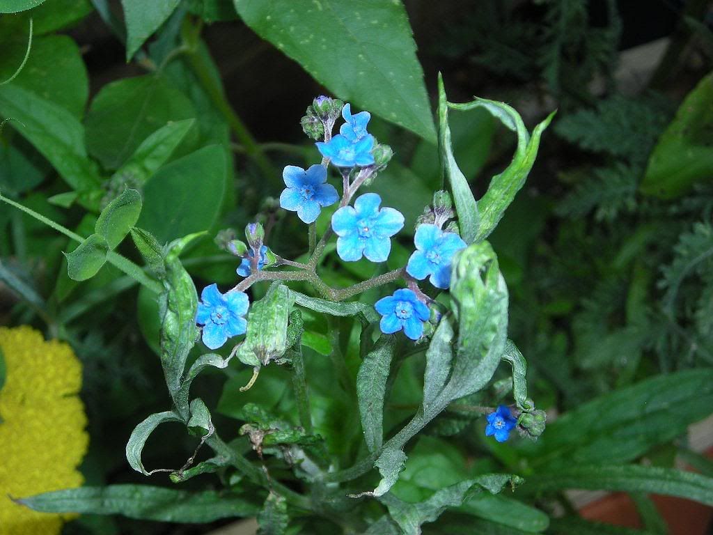 Forget-me-not - Gallery