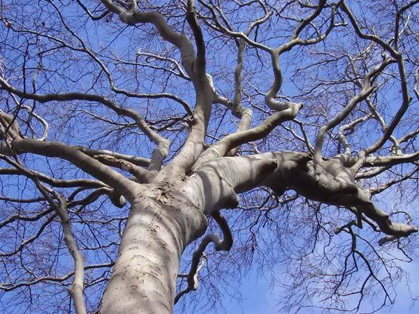 Beech-Tree-in-winter.jpg