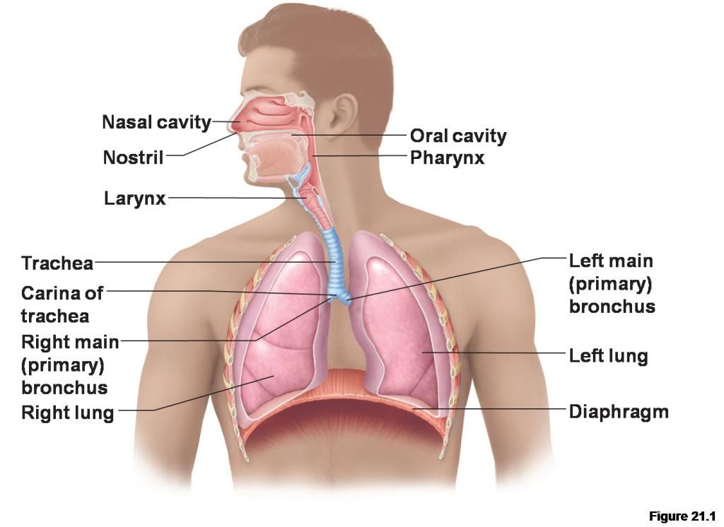Respiratorysystem.jpg