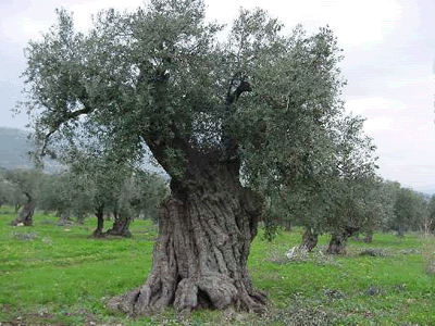 Olive Tree Pictures, Images and Photos