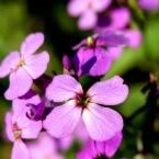 Violet flowers Pictures, Images and Photos