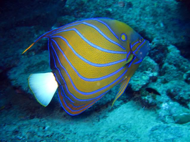 Blue fish Pictures, Images and Photos