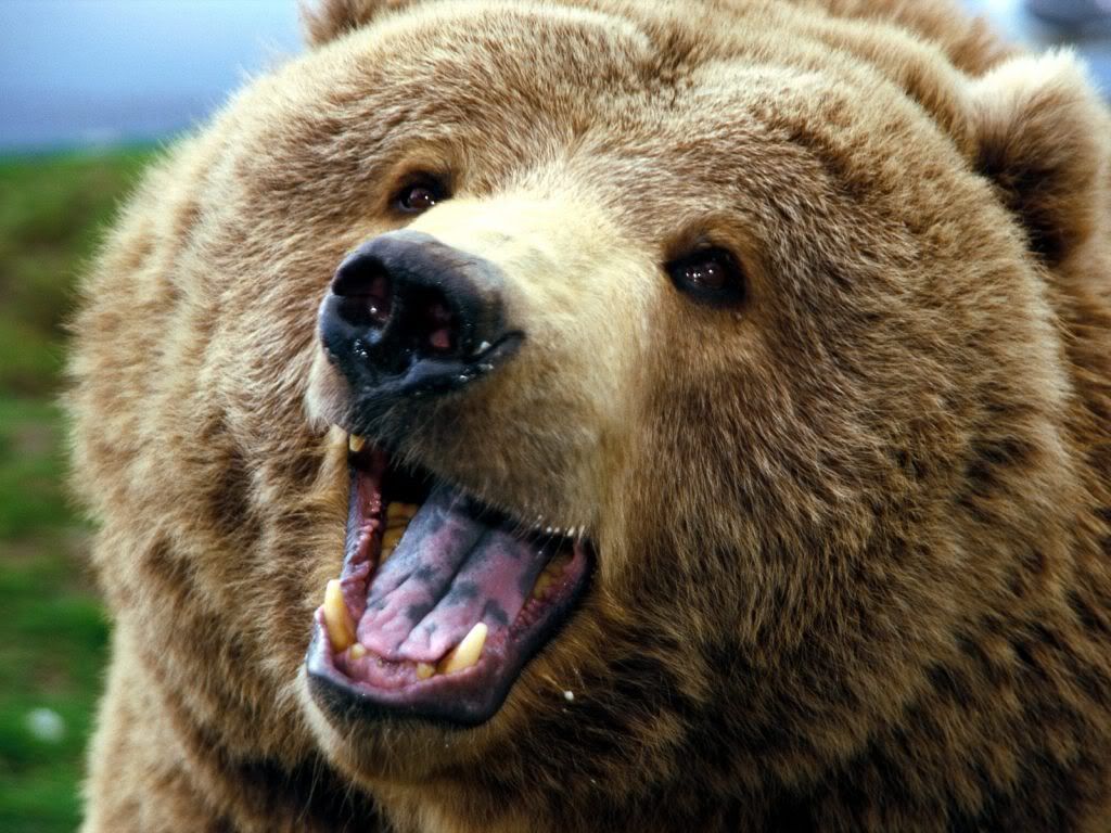 Happy Bear Pictures, Images and Photos