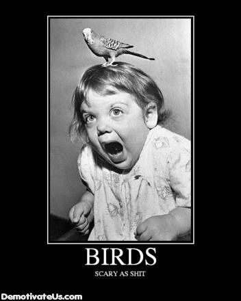 Birds Pictures, Images and Photos