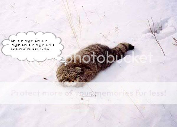 http://i388.photobucket.com/albums/oo324/rybka-82/manul_17-1-1.jpg